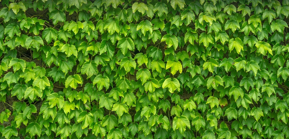 vine removal in Cambridge, MN