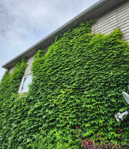 Vine Removal Becker, MN vine removal in Chanhassen, MN