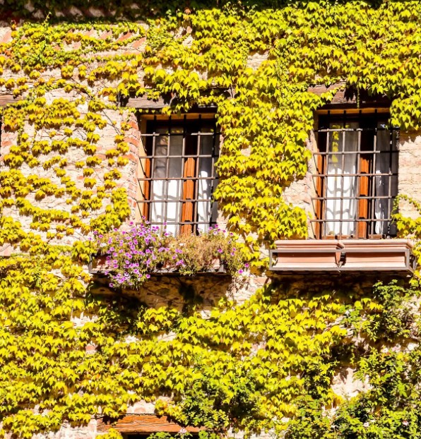 Vine Removal Becker, MN vine removal services in Coon Rapids, MN